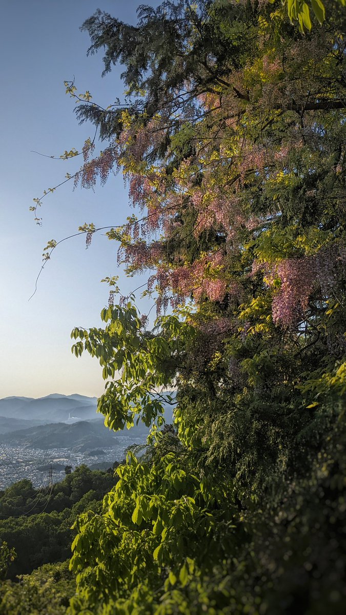 aliguerball's tweet photo. Bamboo grove, wild wisterias, azaleas,and the view of Kyoto
#japan #kyoto #travelphotography https://t.co/qCf5iILCq3