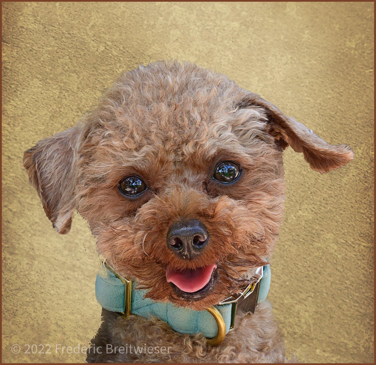 Dog Photographer tweet media