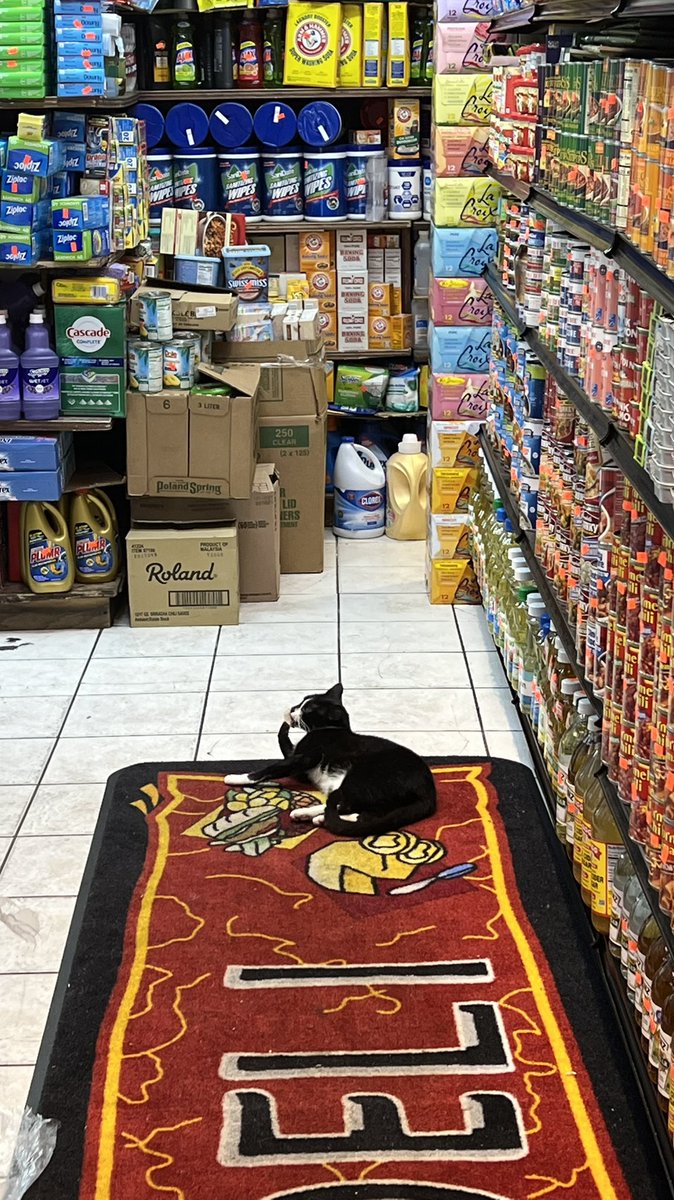 I love New York ♥️🍎🐈‍⬛ #bodegacat