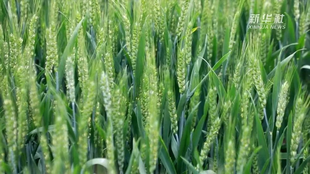 DiscoverAnyang's tweet photo. #LesserFullnessofGrain ☀️ Grain buds marks the beginning of hot summer. Come and enjoy a lively summer in green mountain. #summer #grain https://t.co/M0vQ8Jditf