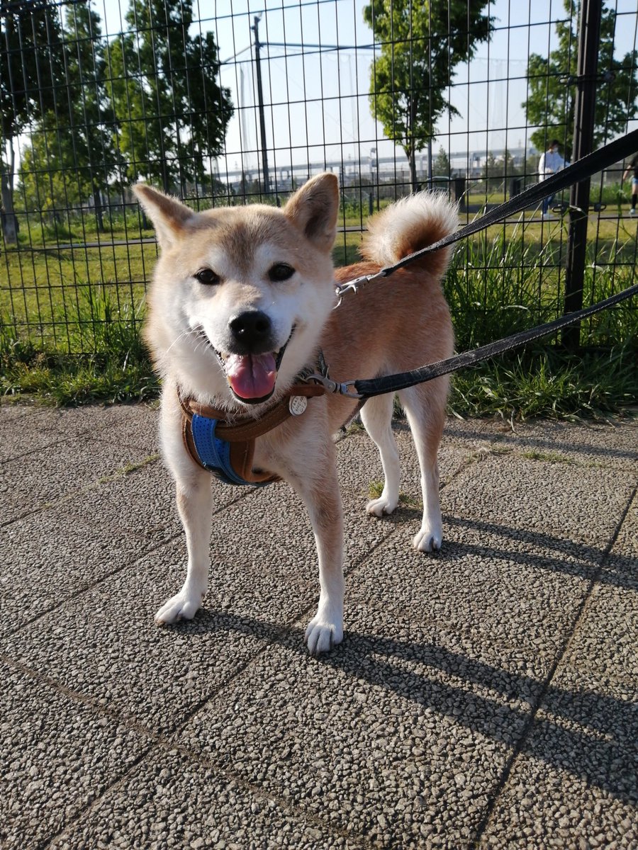 犬はペットショップに売ることできる 血統書ある子犬は買取してもらえる 今週のペルル店長