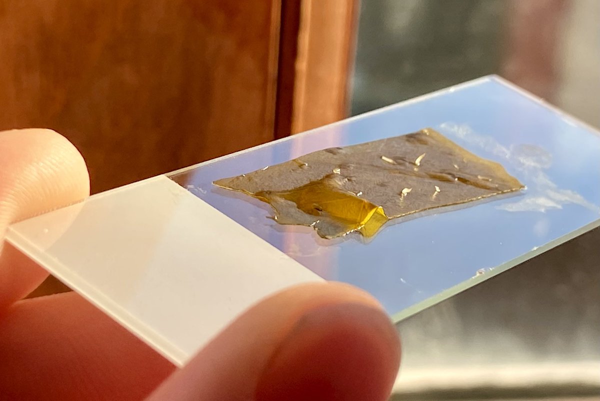 ecophyte's tweet photo. Who knows things about #Alaria that has little hairs on it? Holla. https://t.co/qALsz5WOyC