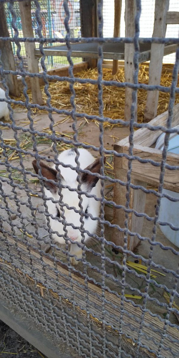 念願叶ってウサギに会えました💖
かわいい…🐰🐰🐰🐰💕
テンションが上がったので、
ウサギ沼にはまった凄みを描きました🐰✨ 