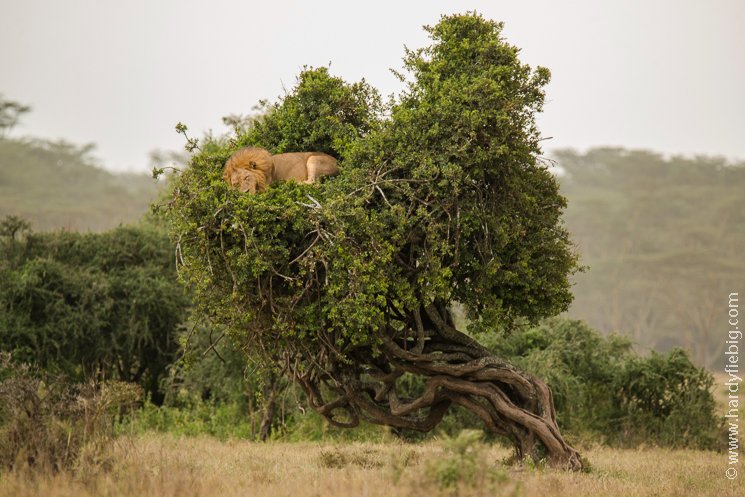 Treasures_Kenya's tweet photo. An unforgettable moment  at Lake Nakuru NP. We came across this sleeping king on an afternoon siesta on top of a a tree!!😍​🦁​👣🐾
#RediscoverTheMagic #LionsOfKenya #ShotsOfKenya #MagicalKenya #TreasureKenya #TembeaKenya https://t.co/R88lv0ZwAq