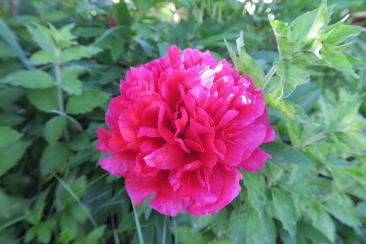 Tomoko Nakamura 数日前に咲きだしたシャクヤク 左 とシャクナゲ 右 名前が紛らわしい シャクヤクは花瓶にいけたいけれど 中にちょこちょこと虫が住んでいるので 家の中には入れられないw T Co 0rgncbvenn Twitter Tomoko Nakamura 数日前に咲きだしたシャクヤク 左 とシャクナゲ 右 名前が紛らわしい シャクヤクは花瓶にいけたいけれど 中にちょこちょこと虫が住んでいるので 家の中には入れられないw T Co 0rgncbvenn Twitter