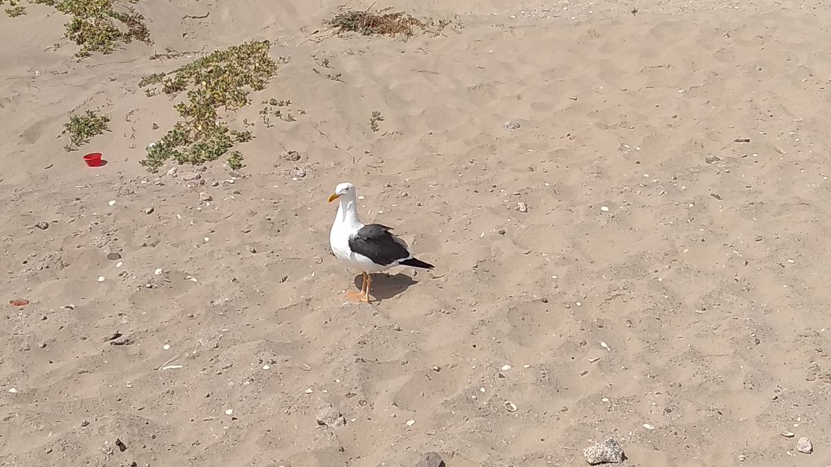 Day 2 at a beach featuring (dead) animals