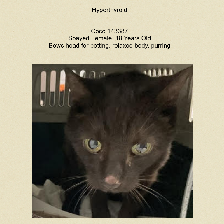 DubJH1009's tweet photo. https://t.co/JfCRpA7jz0 #HelpASAP #HelpHer #NeedsHelpNow #nyc #cats https://t.co/2WSG1dgXr5