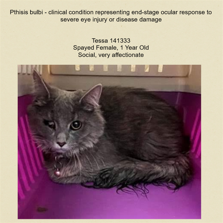 DubJH1009's tweet photo. https://t.co/pw6NCsIBbO #MustGetHelpASAP #PleaseHelpNow #Emergency #Desperate #DontLetHerDie #nyc #cats https://t.co/oCnzpgoAJZ