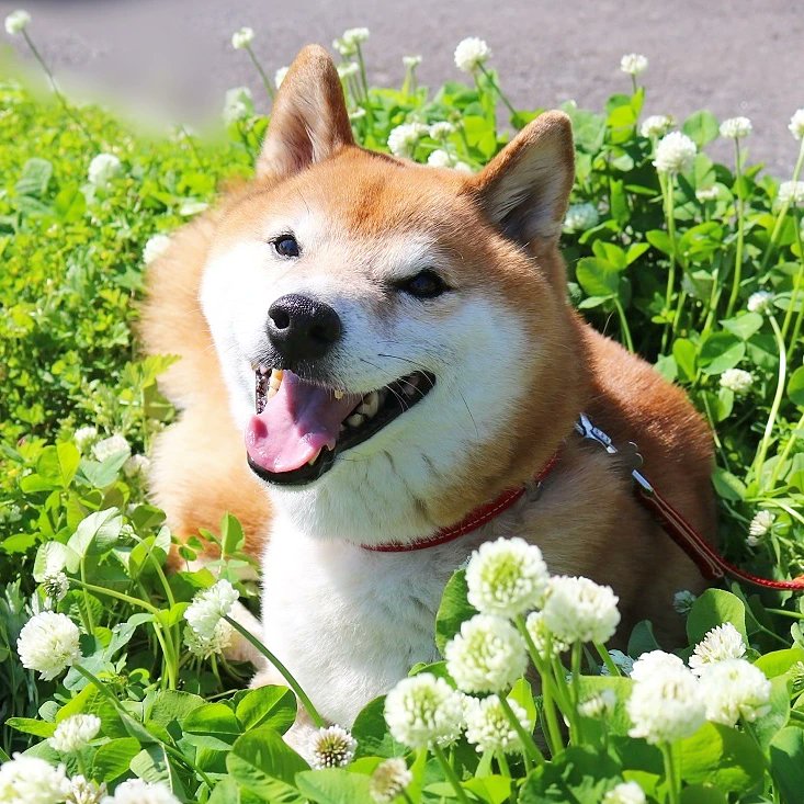 Kotarou Brownshibadog Kota Shibadog Twitter