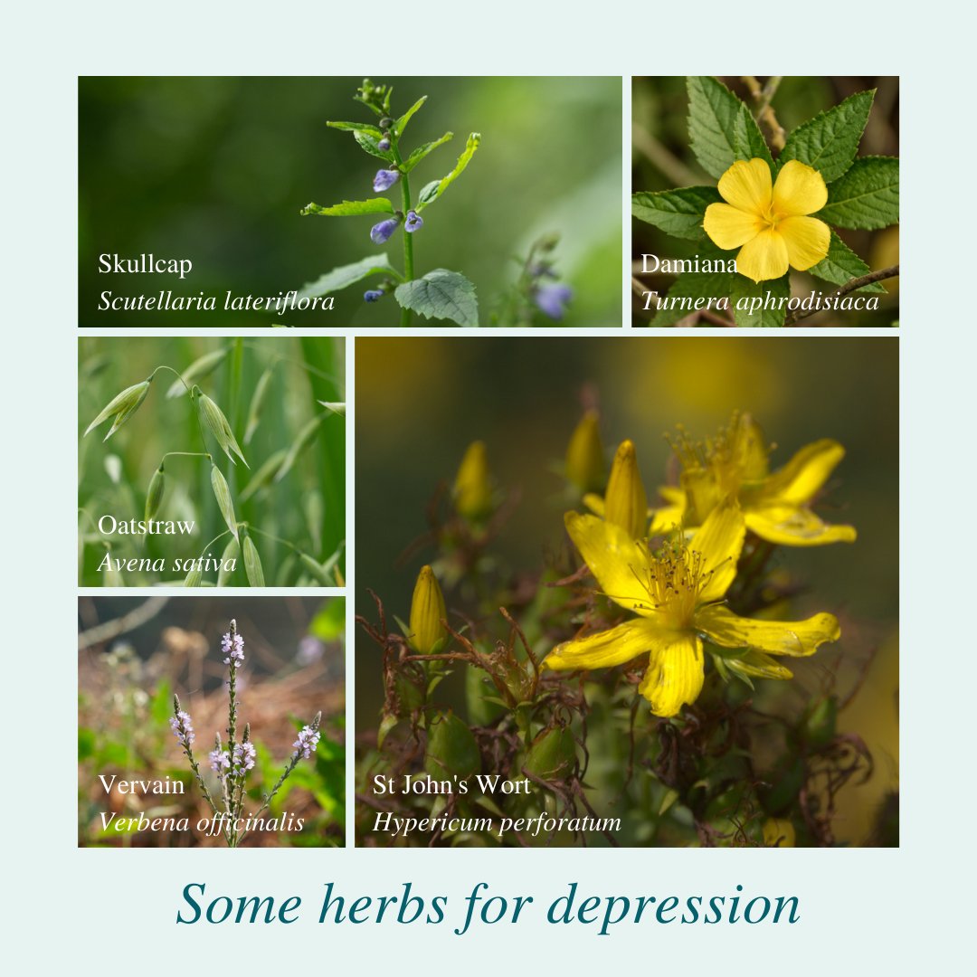 🌱 As we continue to focus on #mentalhealth, this article explores the meaning of depression, its mechanisms and whether herbs can help. herbalreality.com/health-lifesty…