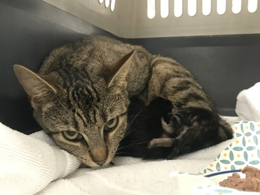 DubJH1009's tweet photo. https://t.co/V6Tx57btWS #NeedsHelp #HelpHerASAP #nyc #cats https://t.co/fQHqqWYhlp