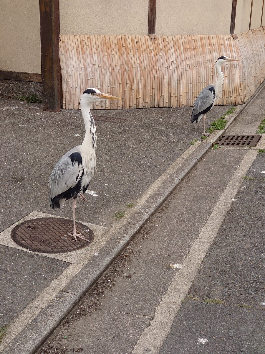 日本では時々警戒心の薄いサギグループが道端を占拠している 住人はカモられたか Togetter 日本では時々警戒心の薄いサギグループが道端を占拠している 住人はカモられたか Togetter
