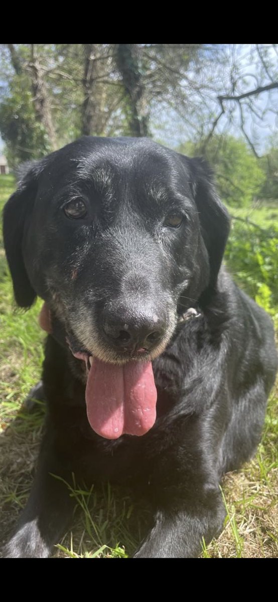 Roxyblacklab's tweet photo. Happy days ! Guess whoβs 15 today πΎππΆπ€π₯°ππ₯³πβπ¦Ί#roxyblacklab #seniorpupsrock https://t.co/SItLEh7GES