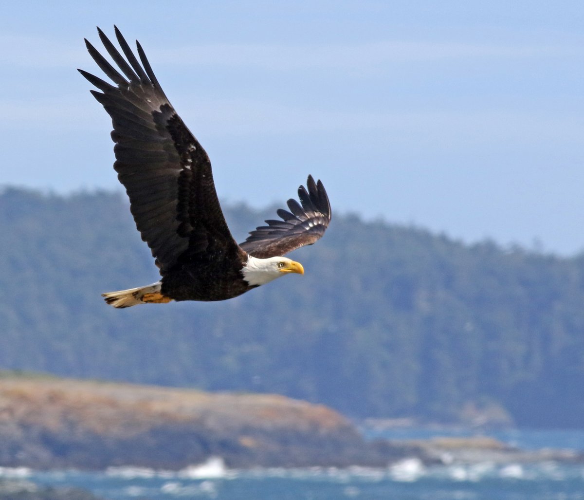 SandyHorne61's tweet photo. Another raptor - this time from overseas.
As I stood admiring the view at Cattle Point on San Juan Island, this bald eagle flew by at eye-level. I thought I had died and gone to heaven ๐
#ElectionDistraction #PoliticsFreeZone https://t.co/972quoaY2F