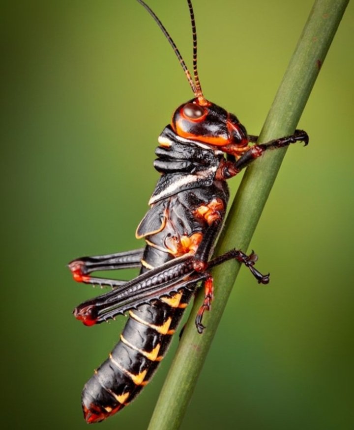 The Colored Grasshopper, seen here in macro, is one of the largest species in the world. 

Photo by fredi_phonegraphy