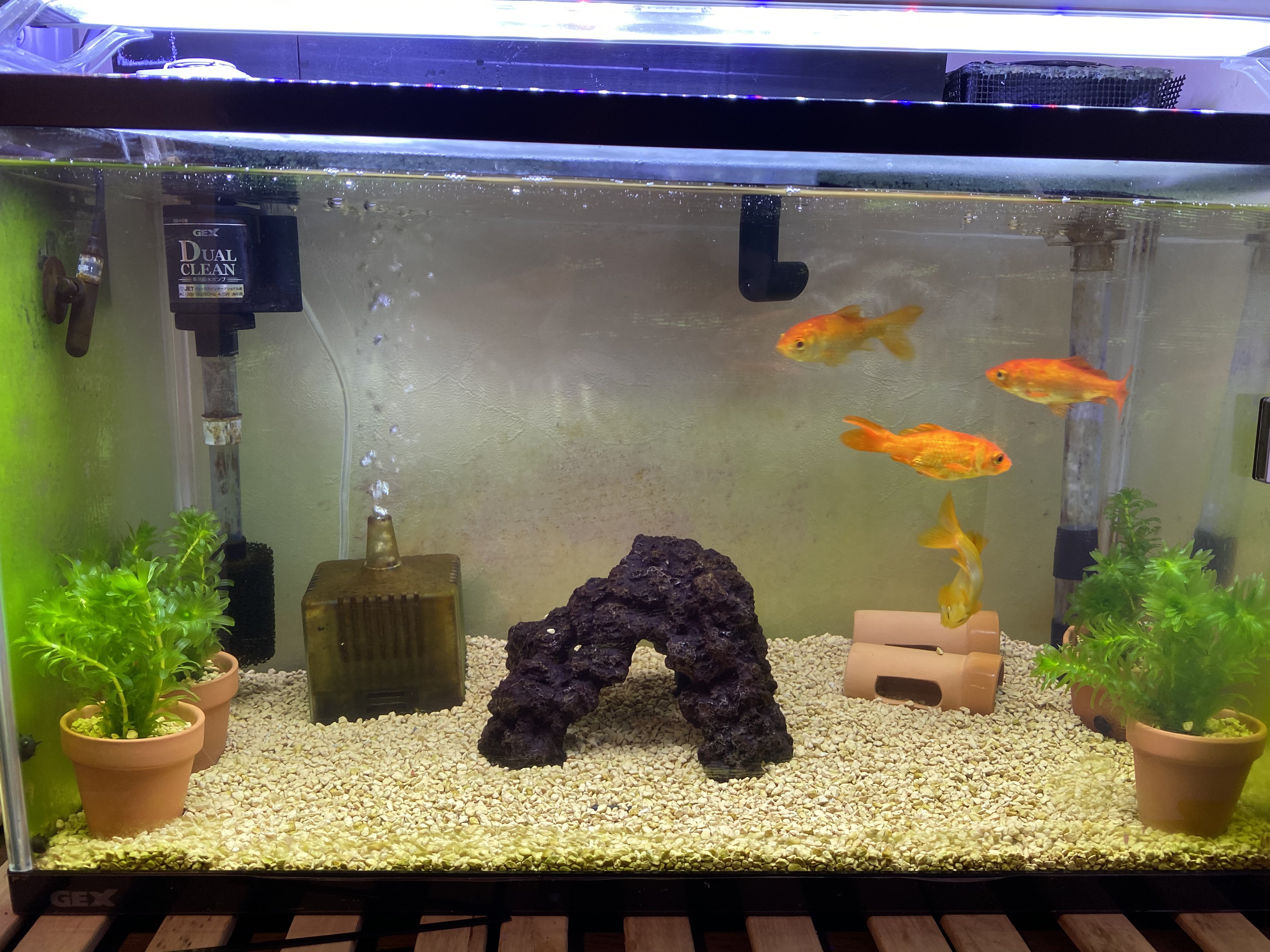 晴 金魚アカ Halaqua1 Twitter