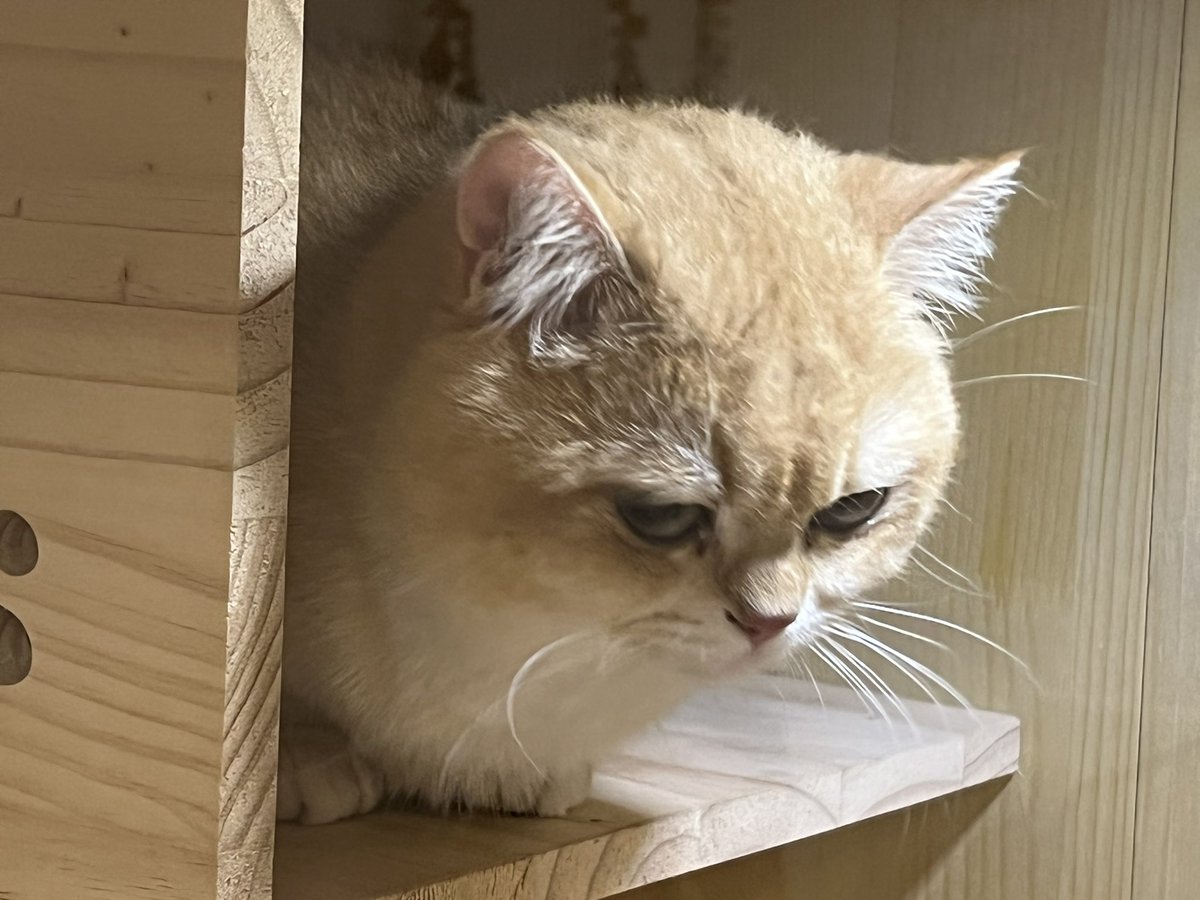 PPpandaWU's tweet photo. @37373v 来看肥猫 https://t.co/ipFKyIf4rL