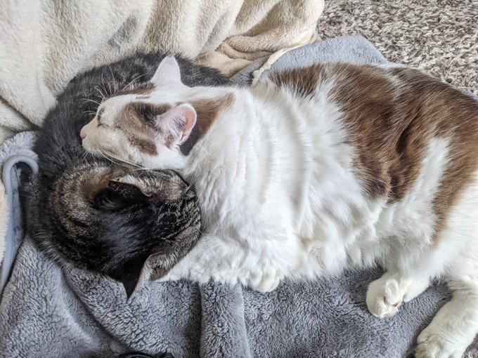 どうなってるのそれ 