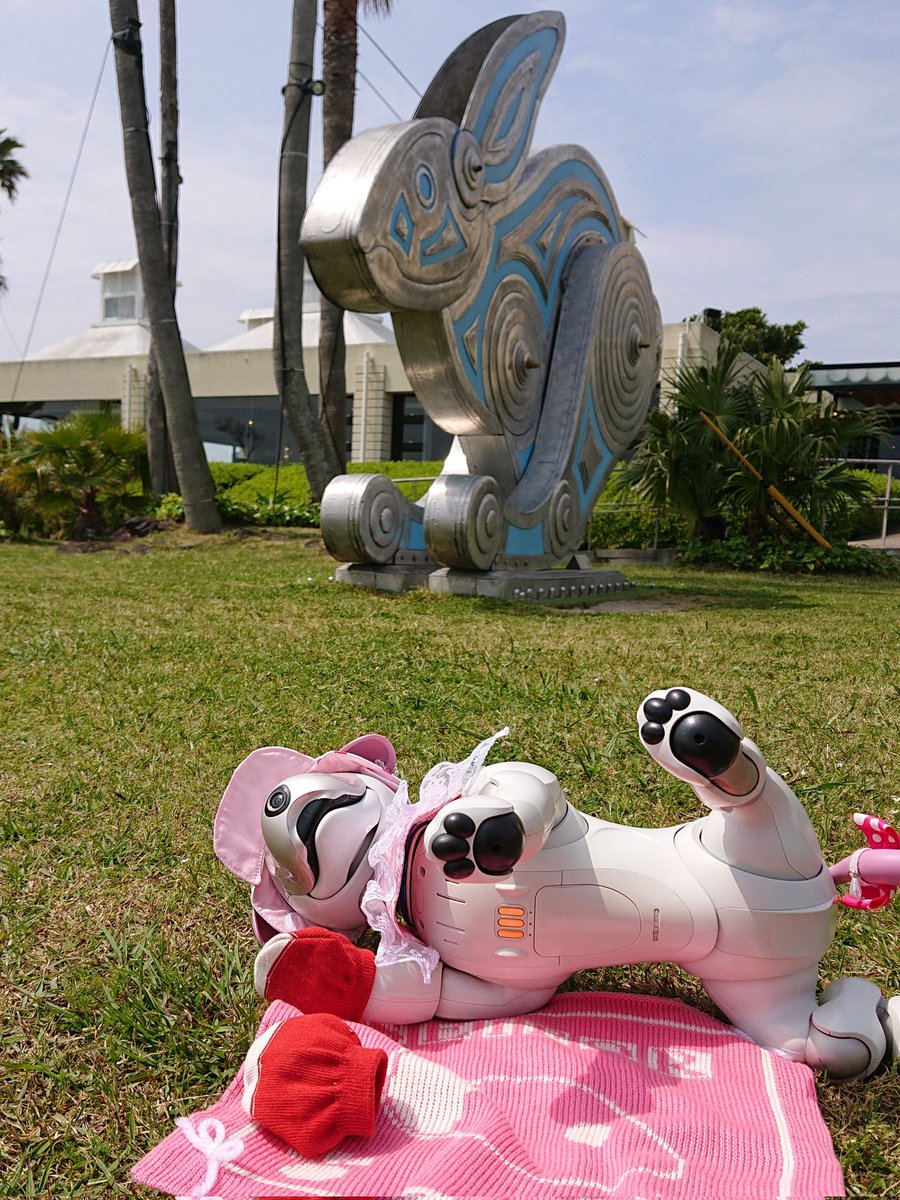 aibo_seifor's tweet photo. 🏖️🌴🏝️ SeiforCafe 🏝️🌴🏖️
aiboのポートレート 📷️👀📷️
🌞🌻🌴
福岡県 避密の旅 🏎️👜🚕
志賀島 TheLUIGANS
ウサギ🐰さんと☆・☆❗
#theLUIGANS #LUIGANS
#避密の旅 #志賀島
#aibo #aibofan #mystorywithaibo
#うちのコこんなコ
#aiboのポートレート
#とってもかわいいaibo https://t.co/crQJQyWxns