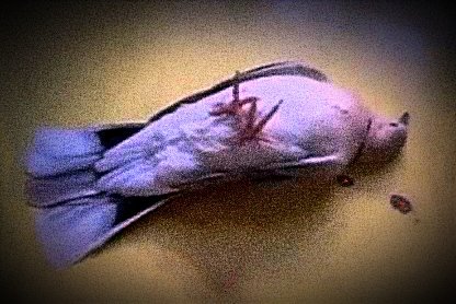 ...خُيّل إليّ أنني سمعت بُكاء طفل تلك الليلة، أغفيت عيناي، لكنني لم أتمكن من النوم، كنت أشعر بألم حاد في عيني اليسرى، اعتدلت من طرحتي على الأرض بصعوبة، وزحفت على أربع باتجاه النافذة التي سُدّت بعوارض حديدية حديثًا، من السهل التكهن بذلك، إذ لم يلفّها الصدأ بعد.
لا أعرف...
#اليمامة