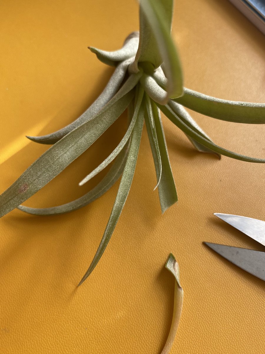 Barry A-D 🇬🇧 🏳️‍🌈 💙 tweet media