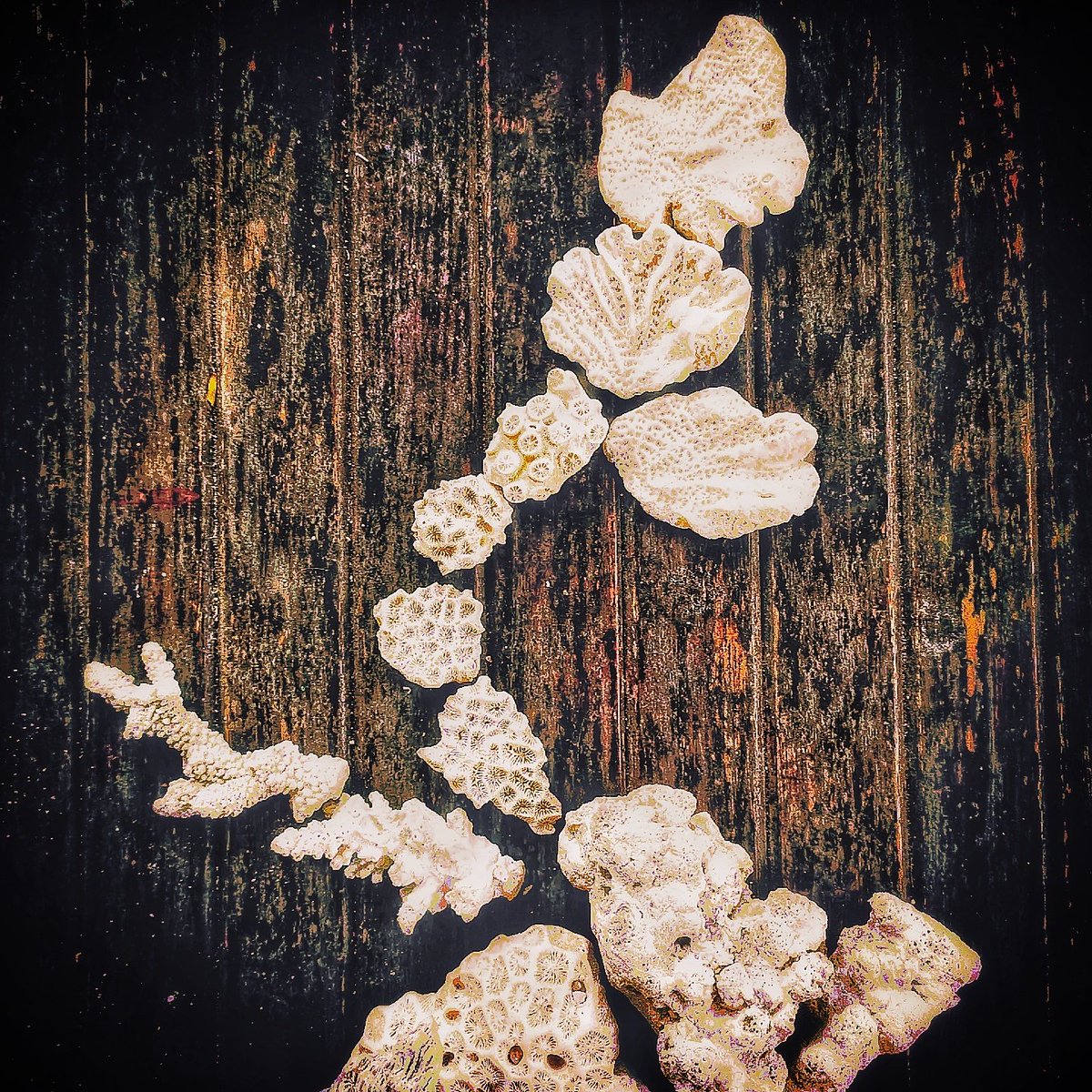 Bone flowers. Nature is a truer artist.