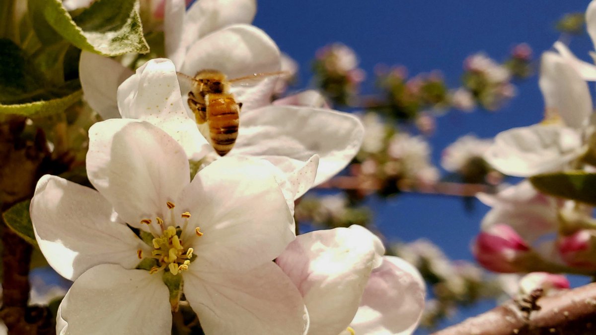 OldOrchardInn's tweet photo. Every year we’re always excited to see these beautiful blossoms in our own Apple Orchard 
celebrated by the Valley’s own
@officialappleblossom 
Photo Credit🙏🏽: Lorna P

Apple Blossom Festival starts May 25th - 30th
#backinbloom 
#annapolisvalleyns https://t.co/2cGYclytiX
