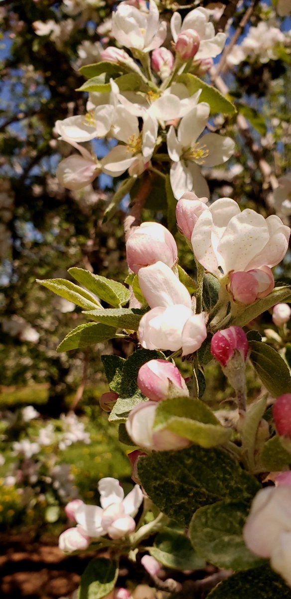 OldOrchardInn's tweet photo. Every year we’re always excited to see these beautiful blossoms in our own Apple Orchard 
celebrated by the Valley’s own
@officialappleblossom 
Photo Credit🙏🏽: Lorna P

Apple Blossom Festival starts May 25th - 30th
#backinbloom 
#annapolisvalleyns https://t.co/2cGYclytiX