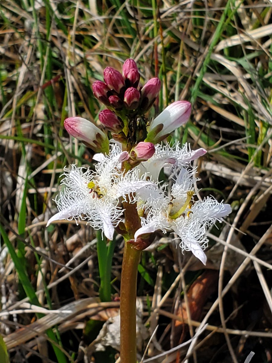Dr Lucy Loveday - I believe in possibility (@drlucyloveday) on Twitter photo "Actually Mummy they are like stars". Bogbean plant spotting this morning on family walk with @EdHorncastle #NaturePhotography #wildlife <a href="/NaturalistDara/">Dara McAnulty</a> "Actually Mummy they are like stars". Bogbean plant spotting this morning on family walk with @EdHorncastle #NaturePhotography #wildlife <a href="/NaturalistDara/">Dara McAnulty</a>