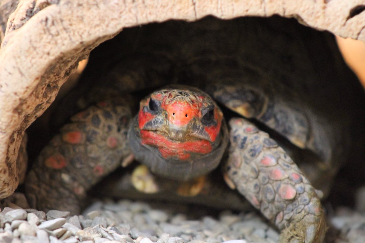 owl_welsh's tweet photo. Darth maul enjoys sleeping in whilst his room is cleaned and breakfast is served by his keepers #tortoise #chelonian #zoo #thewelshowlgardenandzoo #WOGAZ #peekaboo https://t.co/AERhi8rnlZ