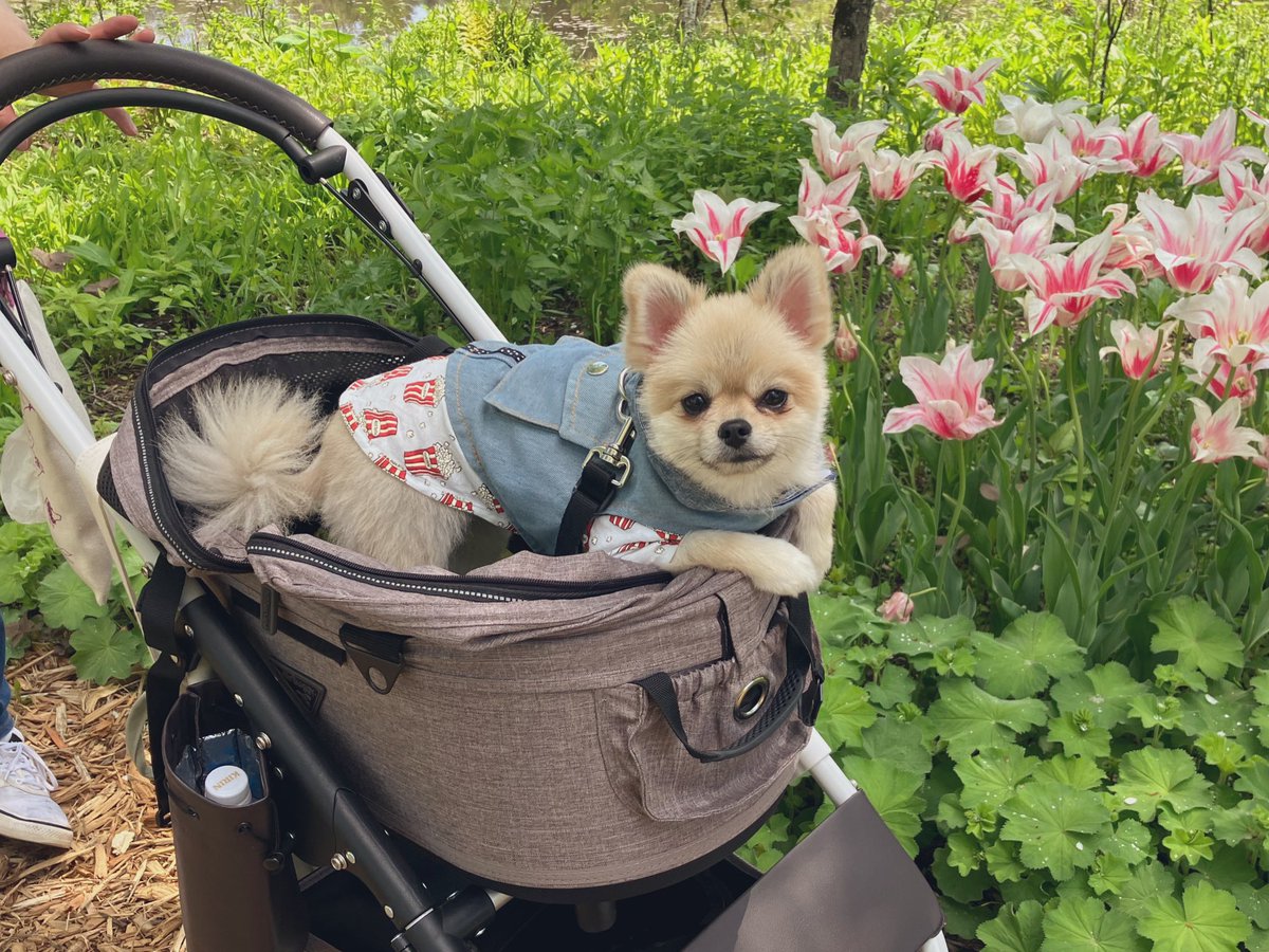 oku_guri's tweet photo. 来月ひっさしぶりに夫とインすることになって今からブチアゲ⤴︎⤴︎
たぶん短時間の滞在になるけど、雰囲気と食べ物と買い物に特化して楽しみたい🥰❤️❤️
(写真はD全く関係ないうちの犬ども) https://t.co/W2EopeNYJS