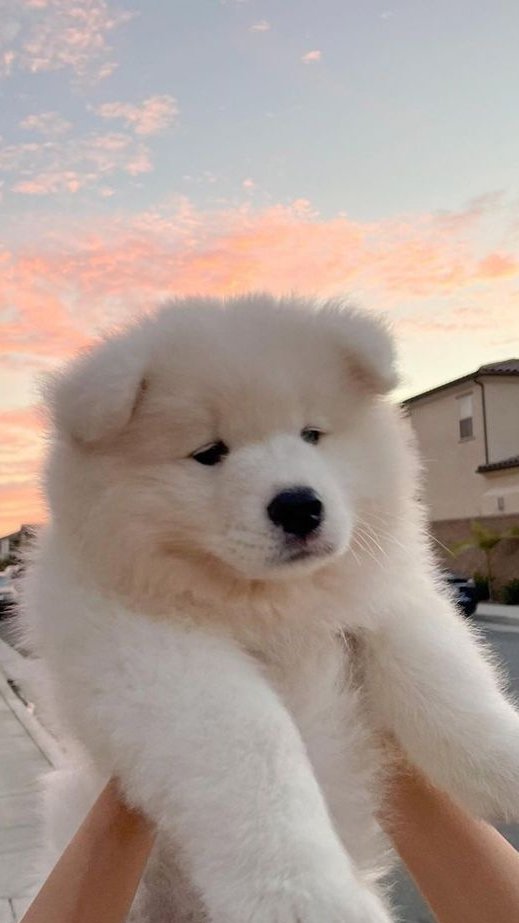 adacatalinaa's tweet image. a cloud in the sky