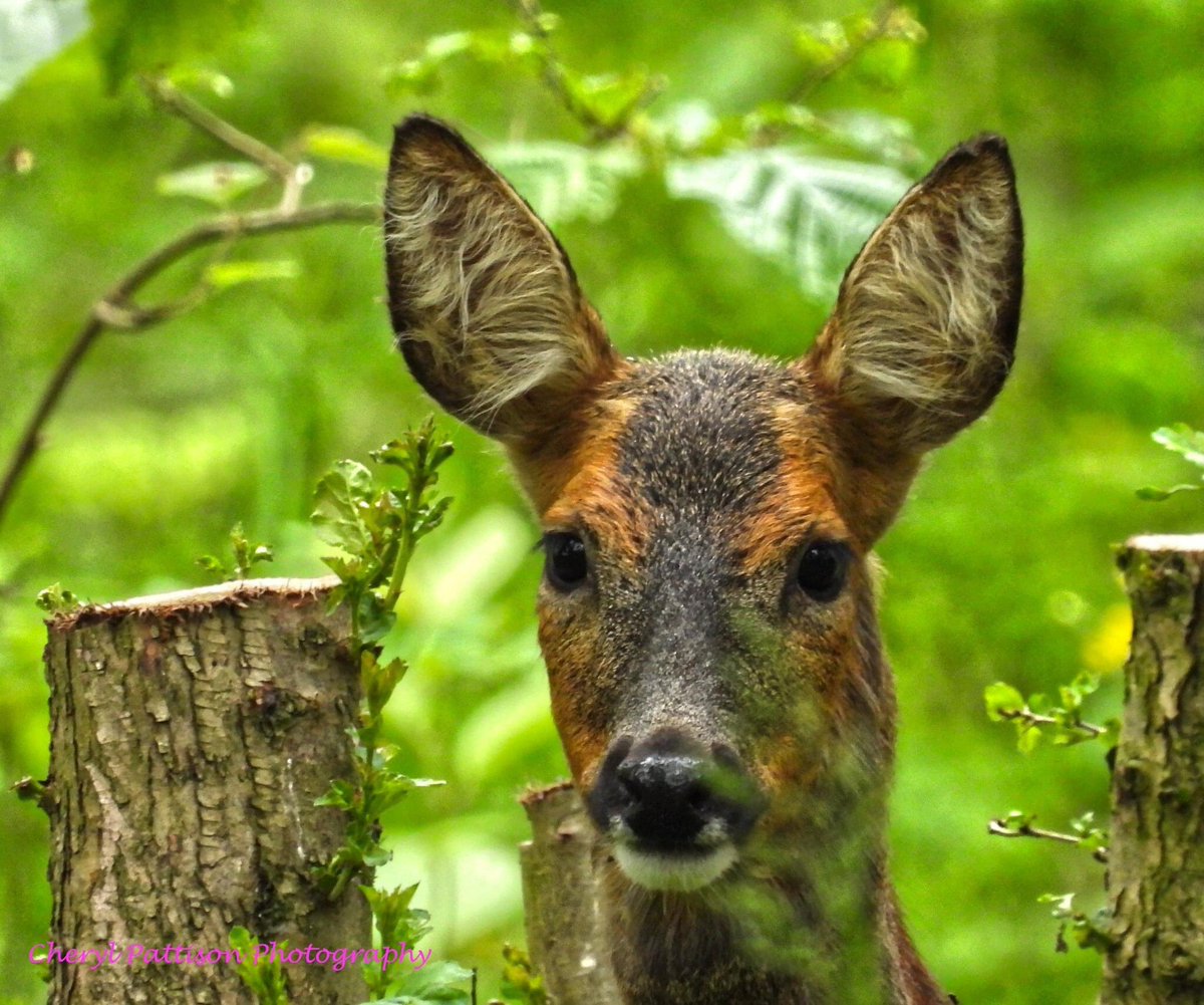 cherylpattison2's tweet photo. Nice walk when You come across the local inhabitants.
#deer #nikon #cherylpattisonphotography https://t.co/yHTM79tphd