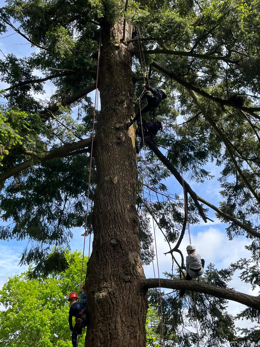 ArbAssociation's tweet photo. Perfect day at @WestonbirtArb for #treeclimbing & learning all about the science of #tree care at the first ever #TreeCareForum ☀️🌳 https://t.co/Fx6o6szfeH