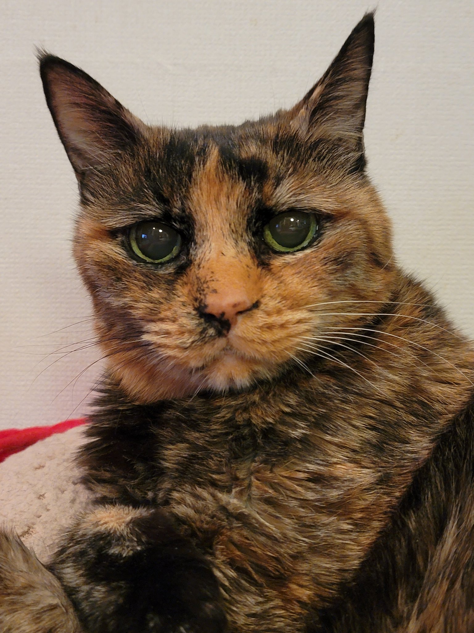 ネコリョーシカ 7月で21才になるお姉ちゃま 先生が 21年普通に過ごしてきたわけではなく 腎臓と甲状腺と心臓の病気があって 3年前は術 後のステロイドの影響で 糖尿病になりインスリンを打ってた時もあったので すごいですよと言ってくださった