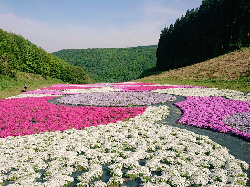 グラフラボ 先日 奥入瀬の新たなお花スポットへ行ってきました 想像以上の傾斜にひぃひぃ言いながら登ったら 満開の芝桜が待ってました グラフラボ 青森観光 観光写真 芝桜 出張撮影 Flower お花が好き 奥入瀬 T Co A0aywof5tc