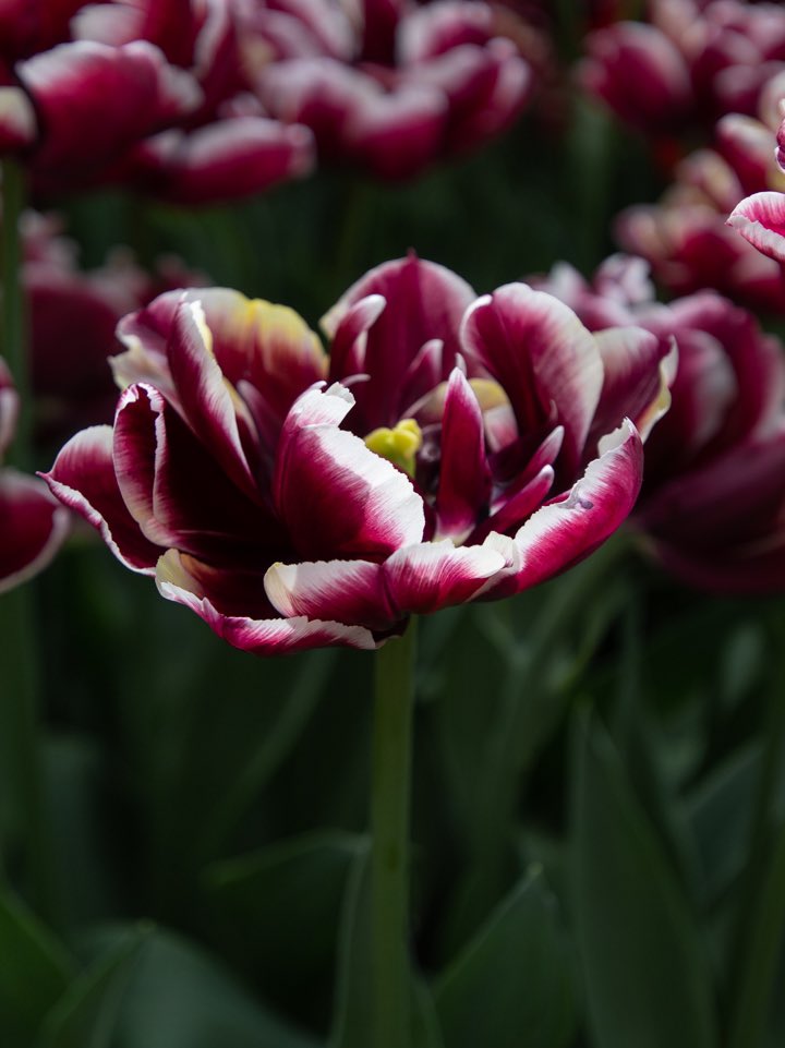anastasia_deia's tweet photo. GM💜Let’s keep the great news secret until they become true💜 #photi by @anastasia_deia #twitter #NaturePhotography #NaturePositive #naturelover #TwitterNaturePhotography #Flowers #PositiveVibes #weekend https://t.co/2EHFzKofO1