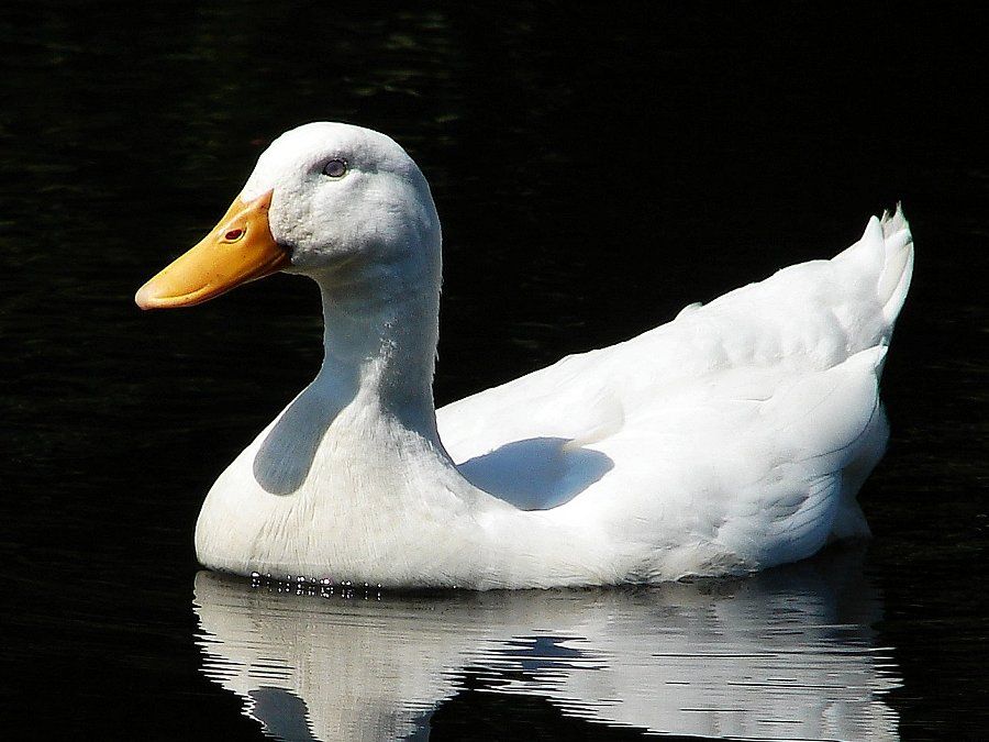 ducksdailyy's tweet photo. https://t.co/DjxrySV6RT