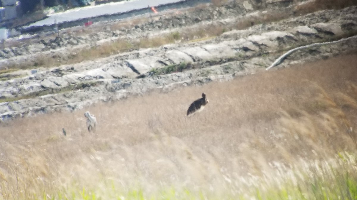 EAAFP's tweet photo. 🙌Our Partner @WWTworldwide team continued the expedition to visit #RoKorea's important wetlands in #Yubudo of Seocheon and #Gochang #worldheritagesite, and meeting @WetlandLink member in Gochang. A #Blackstork was found at Gochang Wetland! https://t.co/Opo1oidAWf