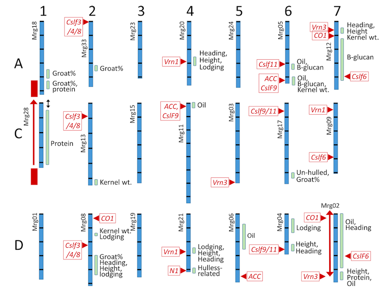 SciPasTips's tweet image. #Oat is critical for human and animal #nutrition. Genomic analysis revealed new important quantitative trait loci, providing opportunities for improvement. It was supported by software written in #Object_Pascal with #FreePascal. pubmed.ncbi.nlm.nih.gov/35585176/ doi.org/10.1038/s42003…