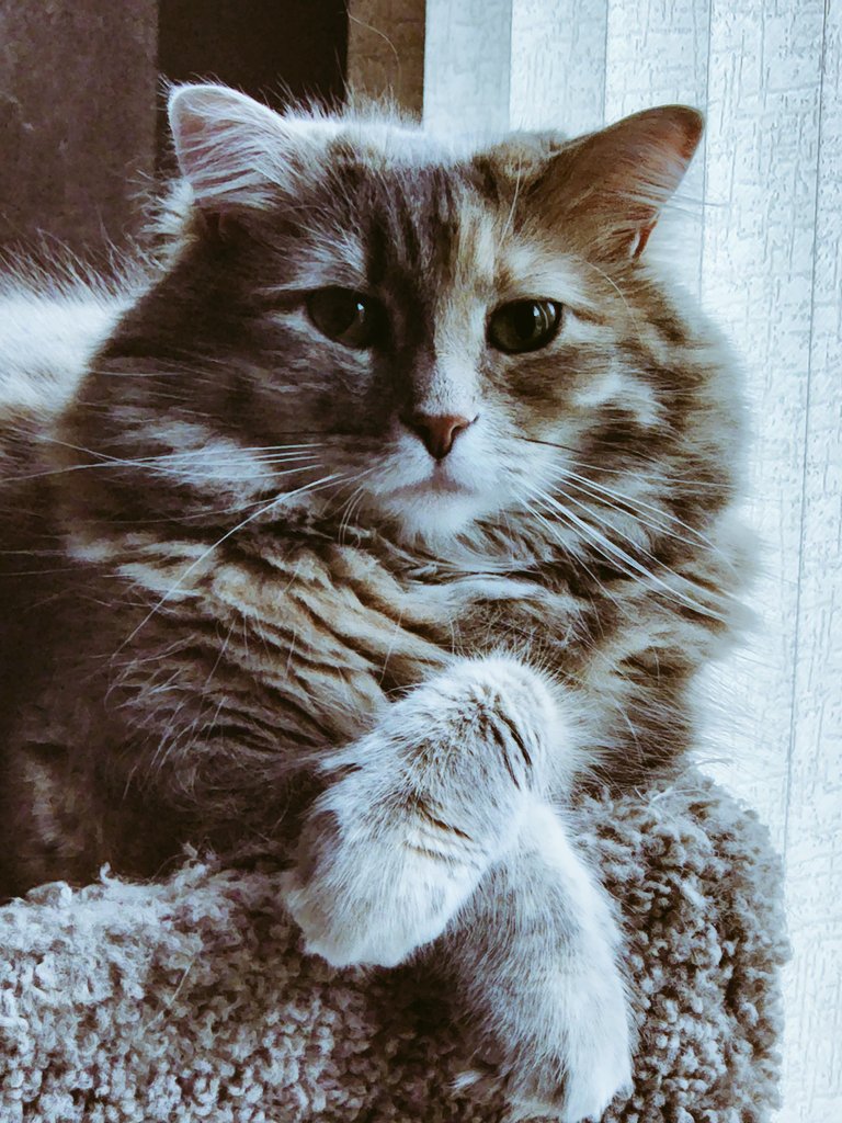 TylerDAO13's tweet photo. Leila the cat. I like to call her my gf, but she plays hard to get.
#Caturday #CatsOfTwitter #Cat https://t.co/Alt6Ig1JRY