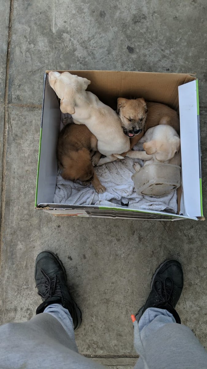 Panaberta Pecopona tweet media