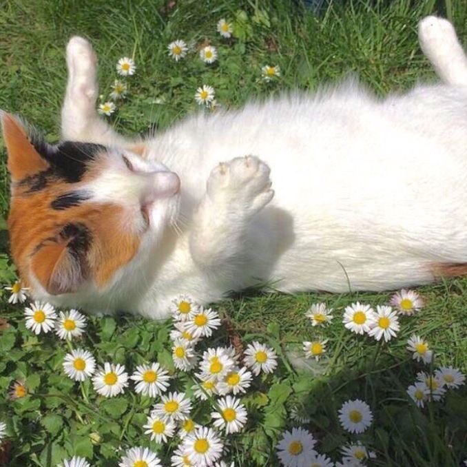 fixeras desbloqueadas tweet media