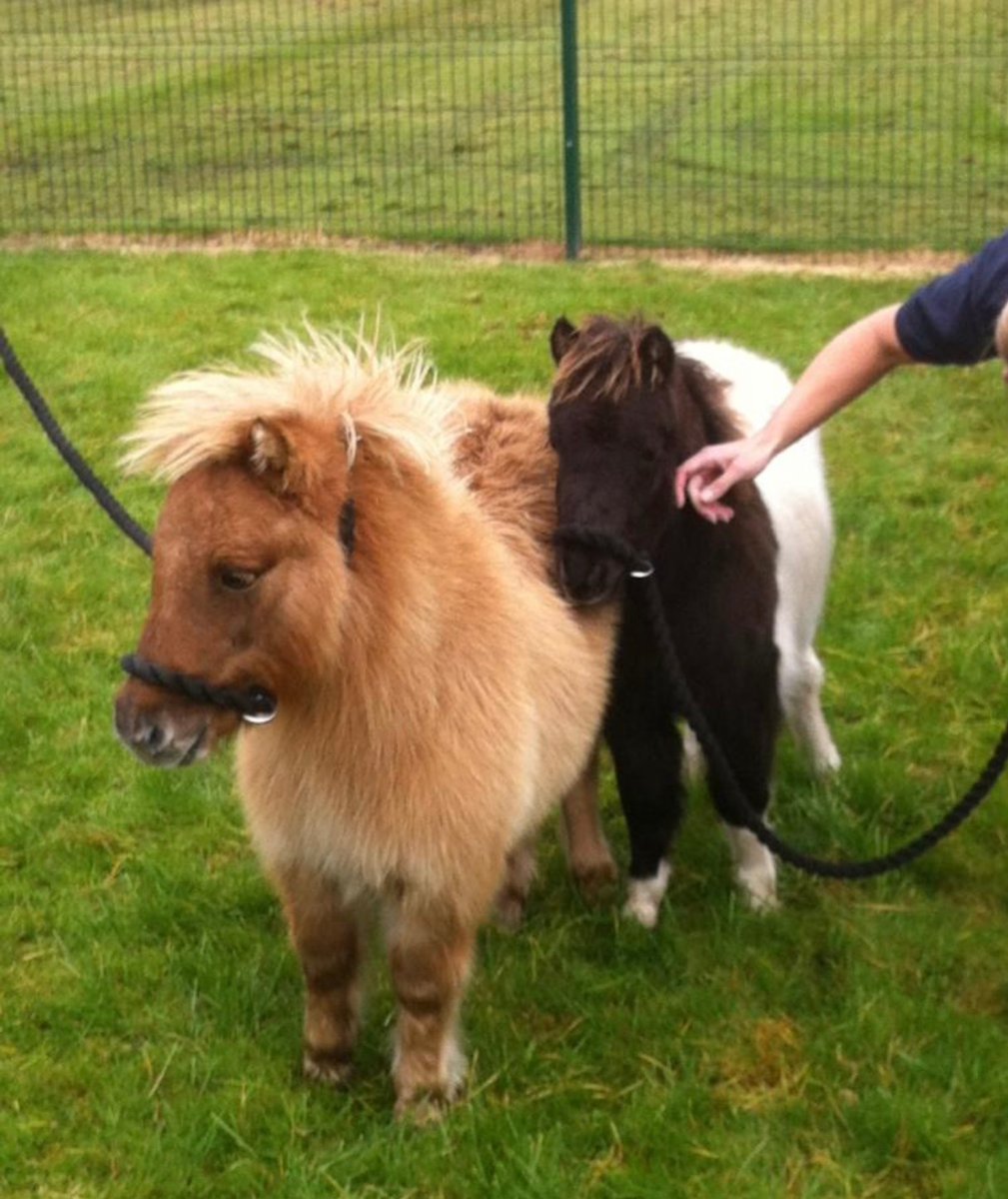 MerPolMounted's tweet photo. The story of Pudding & Bumble. They were abandoned at a very young age just outside the city centre. After failing to find their owner they started a new life with one of our grooms. They go on days out to the beach and our spoilt rotten #PuddingAndBumble #StandSmall #StandTall https://t.co/dlNvz3Q8BZ