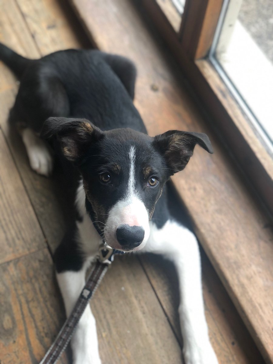 Olly the collie tweet media