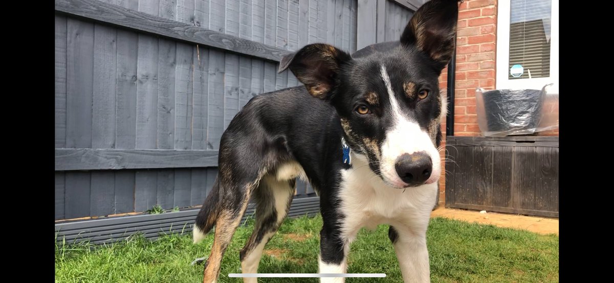 Olly the collie tweet media