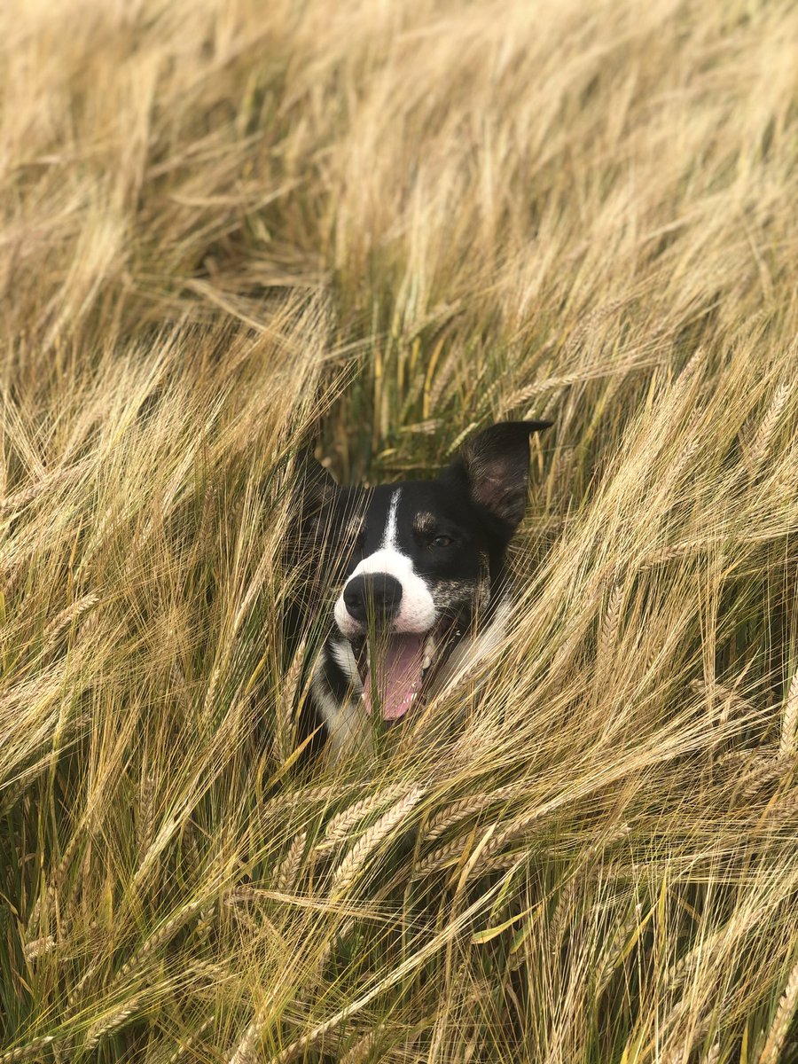 Olly the collie tweet media