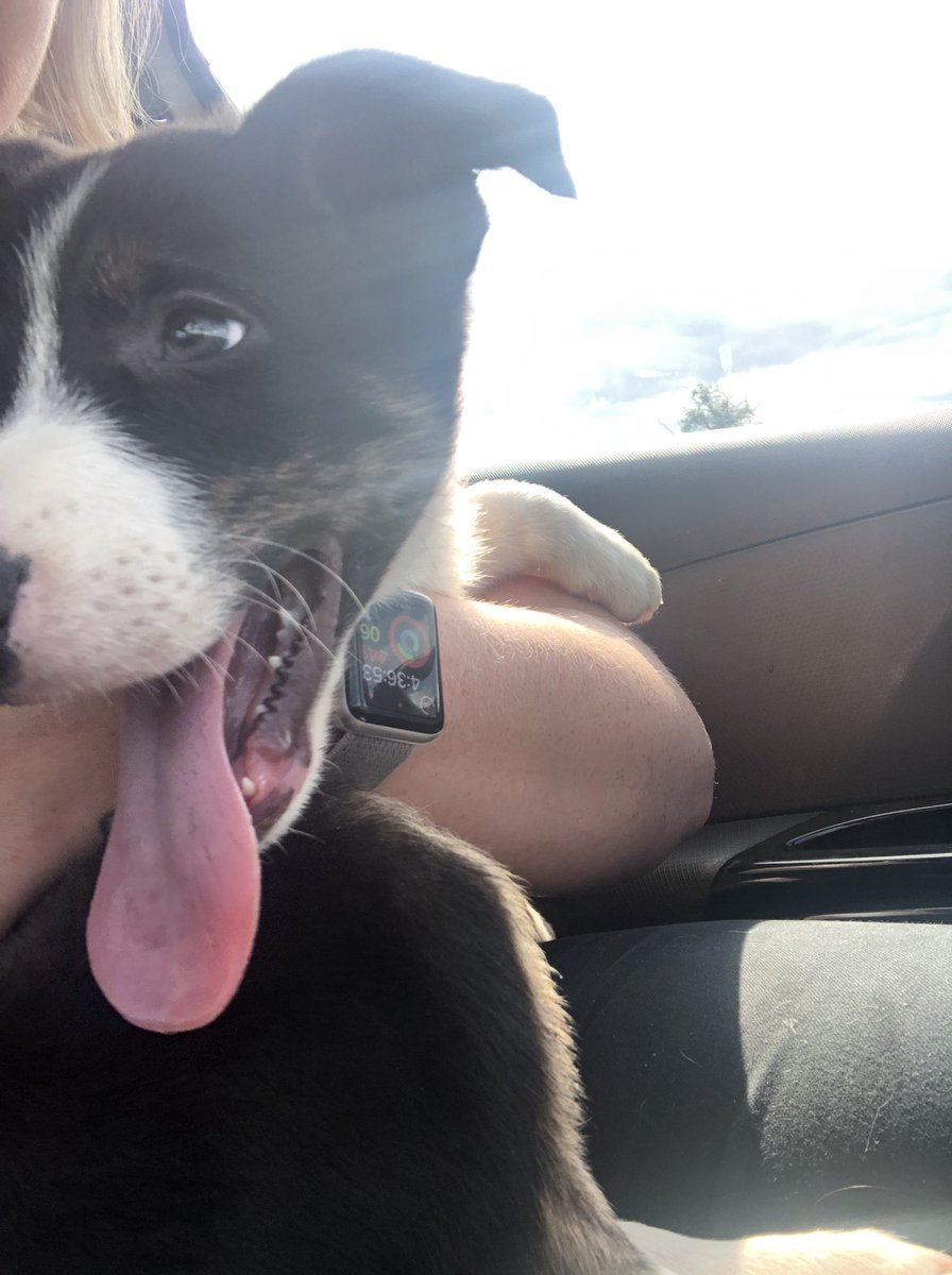 Olly the collie tweet media