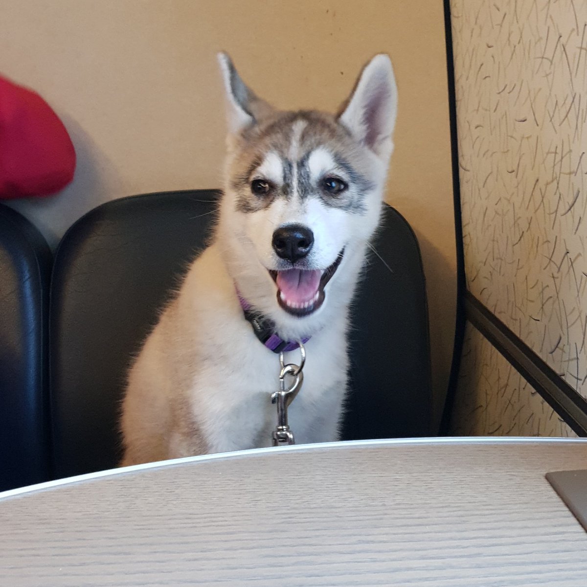 falchios's tweet photo. @kiessup Meet Alpha (^>^) https://t.co/n2wGaVMukE