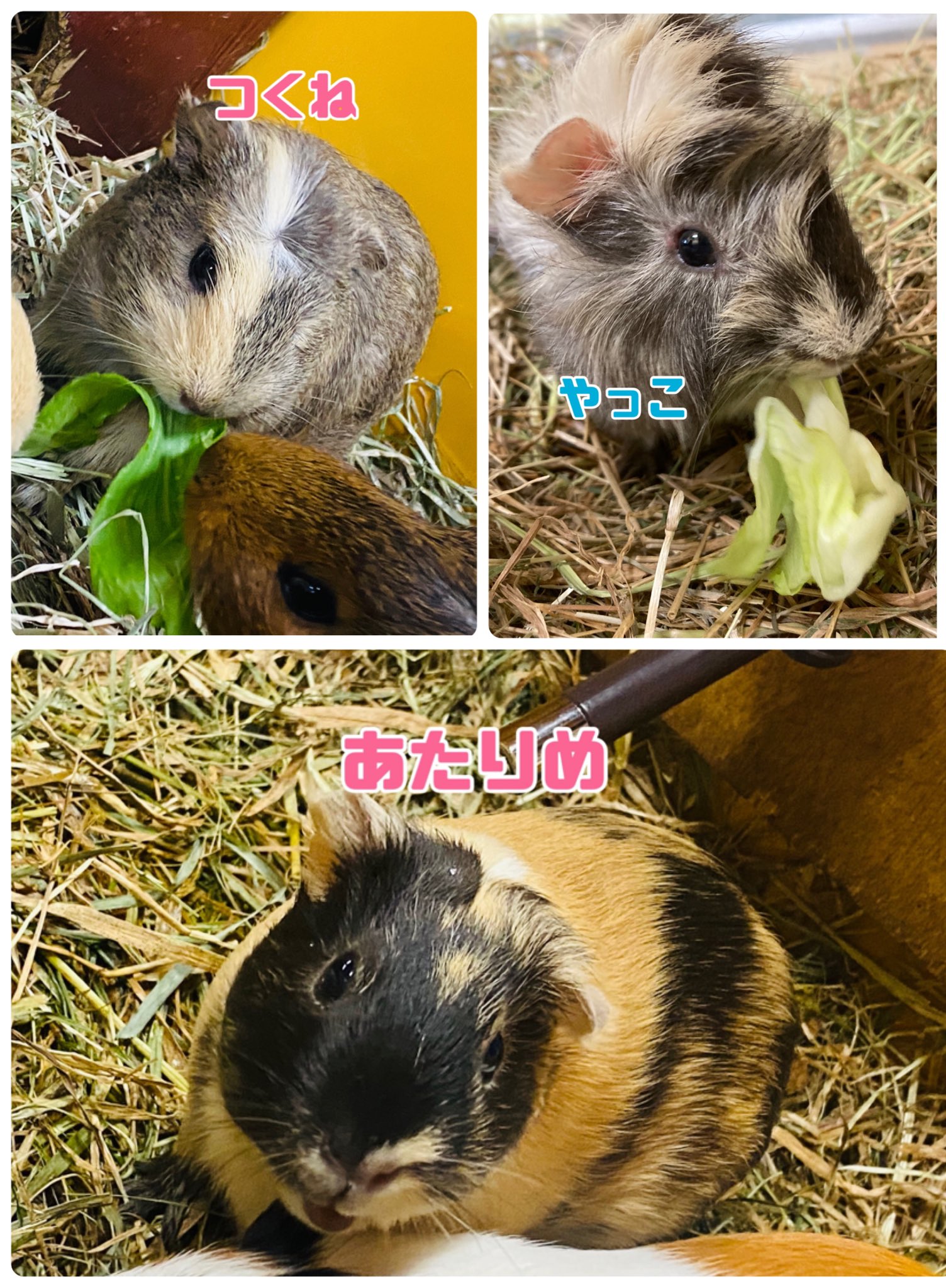Twitter 上的 熊本市動植物園 公式 ふれあい広場より 報告が遅れましたが ピクニカ共和国 より10頭のかわいいモルモットたちがふれあい広場にやってきました 名前は小腹が空いた時にちょっとつまみたくなる食べ物から頂きました 子育て中のママさんもいるので